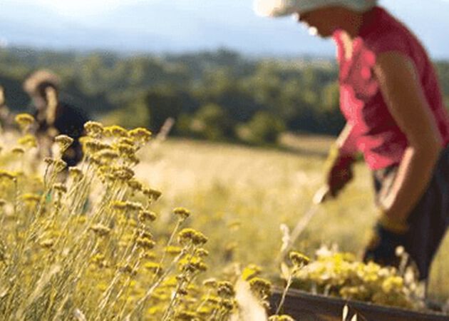 l'occitane woman in immortelle fields